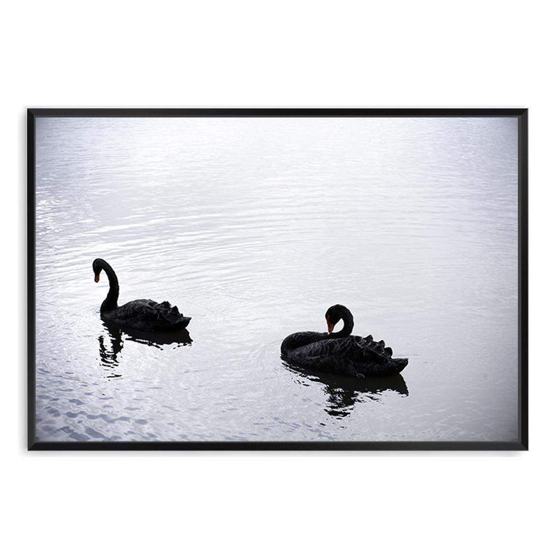 Black Swan-The Paper Tree-animals,Art_Prints,australia,australian,Australian animals,australian art,BIRD,Birds,black,black swan,coastal,COASTAL ART,Designer,hamptons,lake,landscape,nature,ocean,premium art print,swan,swans,wall art,Wall_Art,Wall_Art_Prints,water