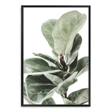 Fig Leaf-The Paper Tree-africa,african,botanical,fiddle fig,fiddle leaf fig,fig,fig leaf,fig leaves,green,leaf,leaves,portrait,premium art print,wall art,Wall_Art,Wall_Art_Prints