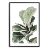 Fig Leaf-The Paper Tree-africa,african,botanical,fiddle fig,fiddle leaf fig,fig,fig leaf,fig leaves,green,leaf,leaves,portrait,premium art print,wall art,Wall_Art,Wall_Art_Prints