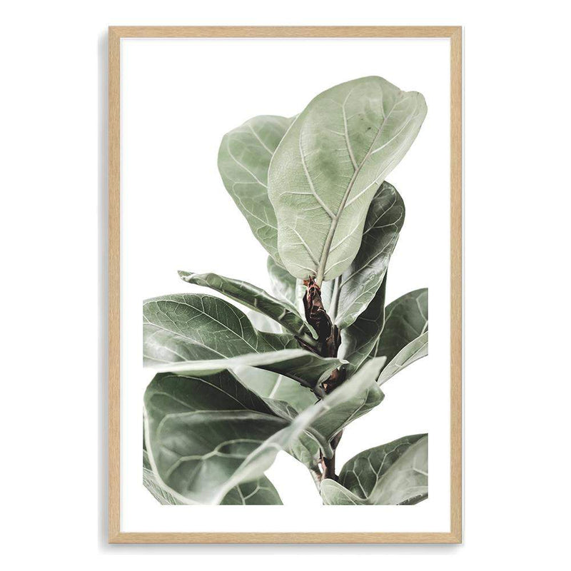 Fig Leaf-The Paper Tree-africa,african,botanical,fiddle fig,fiddle leaf fig,fig,fig leaf,fig leaves,green,leaf,leaves,portrait,premium art print,wall art,Wall_Art,Wall_Art_Prints