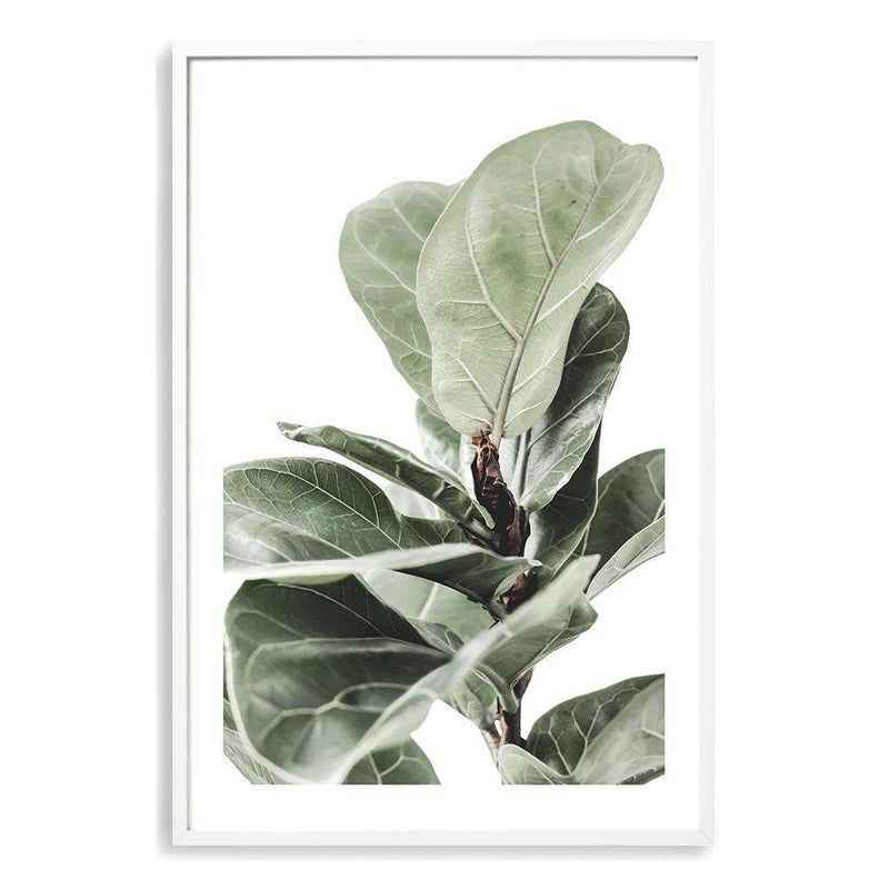 Fig Leaf-The Paper Tree-africa,african,botanical,fiddle fig,fiddle leaf fig,fig,fig leaf,fig leaves,green,leaf,leaves,portrait,premium art print,wall art,Wall_Art,Wall_Art_Prints