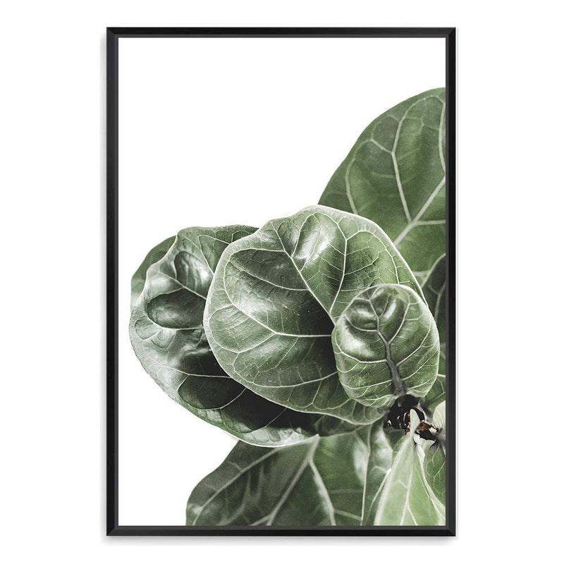 Fiddle Leaf Fig-The Paper Tree-africa,african,botanical,fiddle fig,fiddle leaf fig,fig,fig leaf,fig leaves,green,leaf,leaves,portrait,premium art print,wall art,Wall_Art,Wall_Art_Prints