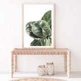 Fiddle Leaf Fig-The Paper Tree-africa,african,botanical,fiddle fig,fiddle leaf fig,fig,fig leaf,fig leaves,green,leaf,leaves,portrait,premium art print,wall art,Wall_Art,Wall_Art_Prints