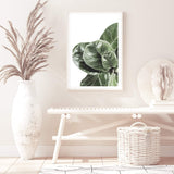 Fiddle Leaf Fig-The Paper Tree-africa,african,botanical,fiddle fig,fiddle leaf fig,fig,fig leaf,fig leaves,green,leaf,leaves,portrait,premium art print,wall art,Wall_Art,Wall_Art_Prints