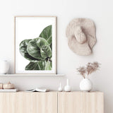 Fiddle Leaf Fig-The Paper Tree-africa,african,botanical,fiddle fig,fiddle leaf fig,fig,fig leaf,fig leaves,green,leaf,leaves,portrait,premium art print,wall art,Wall_Art,Wall_Art_Prints