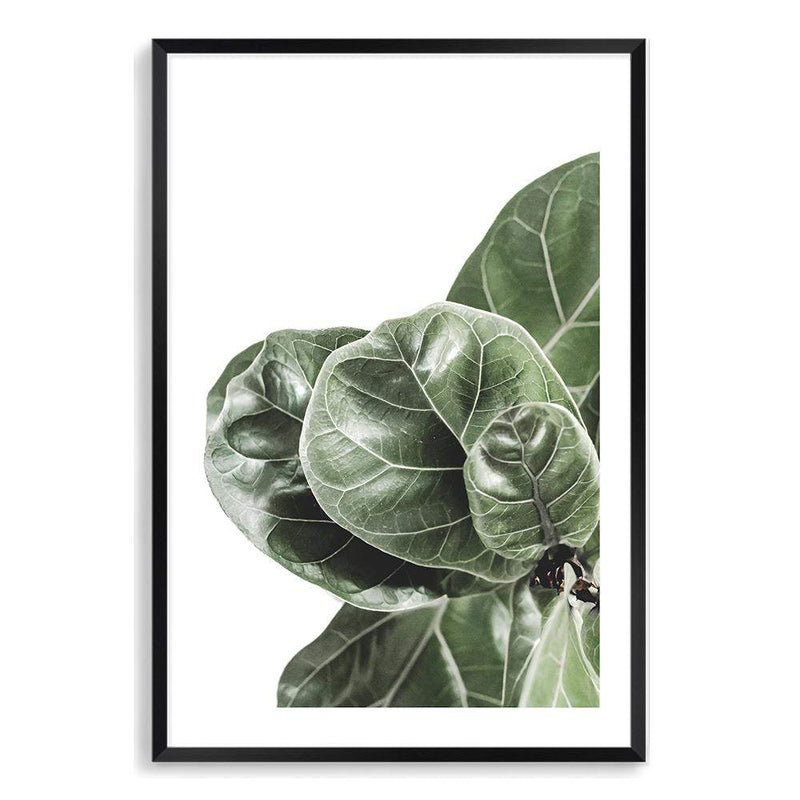 Fiddle Leaf Fig-The Paper Tree-africa,african,botanical,fiddle fig,fiddle leaf fig,fig,fig leaf,fig leaves,green,leaf,leaves,portrait,premium art print,wall art,Wall_Art,Wall_Art_Prints