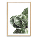 Fiddle Leaf Fig-The Paper Tree-africa,african,botanical,fiddle fig,fiddle leaf fig,fig,fig leaf,fig leaves,green,leaf,leaves,portrait,premium art print,wall art,Wall_Art,Wall_Art_Prints