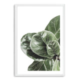 Fiddle Leaf Fig-The Paper Tree-africa,african,botanical,fiddle fig,fiddle leaf fig,fig,fig leaf,fig leaves,green,leaf,leaves,portrait,premium art print,wall art,Wall_Art,Wall_Art_Prints