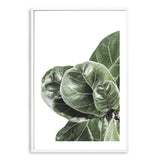 Fiddle Leaf Fig-The Paper Tree-africa,african,botanical,fiddle fig,fiddle leaf fig,fig,fig leaf,fig leaves,green,leaf,leaves,portrait,premium art print,wall art,Wall_Art,Wall_Art_Prints