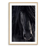 Black Stallion-The Paper Tree-animal,Artwork,black,black & white,black beauty,black horse,black stallion,framed print,horse,horses,monochrome,moroccan,morocco,portrait,premium art print,stallion,wall art,Wall_Art,Wall_Art_Prints