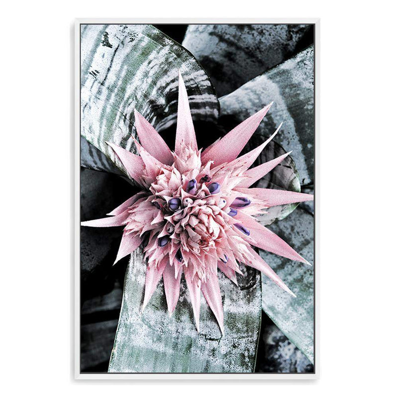 Pink Bromeliad Flower II-The Paper Tree-floral,flower,flowers,peach,portrait,premium art print,wall art,Wall_Art,Wall_Art_Prints,waratah,waratah flower