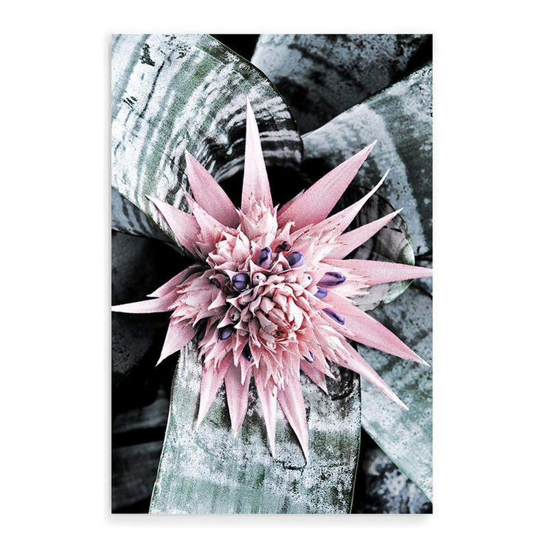 Pink Bromeliad Flower II-The Paper Tree-floral,flower,flowers,peach,portrait,premium art print,wall art,Wall_Art,Wall_Art_Prints,waratah,waratah flower