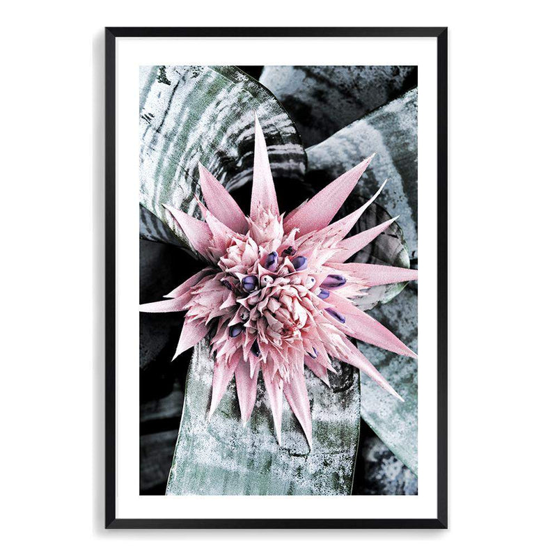 Pink Bromeliad Flower II-The Paper Tree-floral,flower,flowers,peach,portrait,premium art print,wall art,Wall_Art,Wall_Art_Prints,waratah,waratah flower