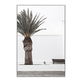 White Spanish Palm