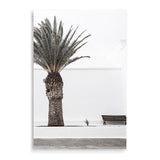 White Spanish Palm