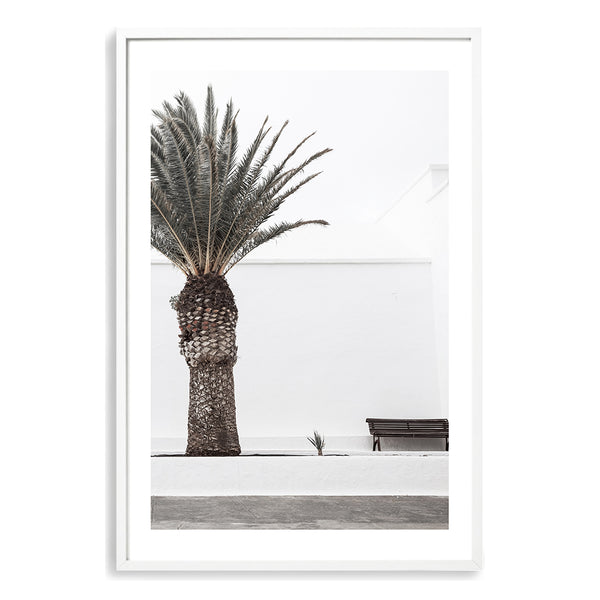 White Spanish Palm