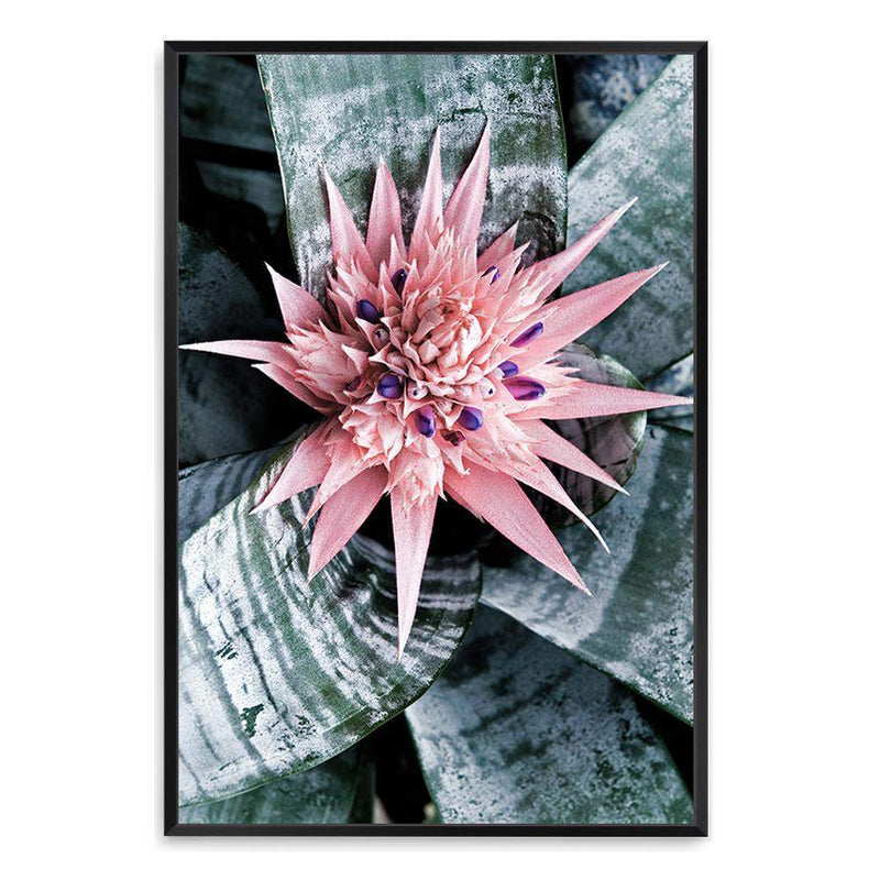 Pink Bromeliad Flower-The Paper Tree-botanical,bromeliad,bromeliad flower,floral,flower,flowers,pink bromeliad,portrait,premium art print,wall art,Wall_Art,Wall_Art_Prints