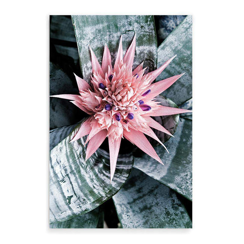 Pink Bromeliad Flower-The Paper Tree-botanical,bromeliad,bromeliad flower,floral,flower,flowers,pink bromeliad,portrait,premium art print,wall art,Wall_Art,Wall_Art_Prints