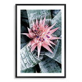 Pink Bromeliad Flower-The Paper Tree-botanical,bromeliad,bromeliad flower,floral,flower,flowers,pink bromeliad,portrait,premium art print,wall art,Wall_Art,Wall_Art_Prints