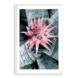 Pink Bromeliad Flower-The Paper Tree-botanical,bromeliad,bromeliad flower,floral,flower,flowers,pink bromeliad,portrait,premium art print,wall art,Wall_Art,Wall_Art_Prints