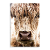 Highland Cow Portrait-The Paper Tree-Artwork,bohemian,boho,CATTLE,framed,framed print,herd,highland bull,highland cattle,highland cow,nature,portrait,premium art print,TAN,wall art,Wall_Art,Wall_Art_Prints