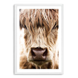 Highland Cow Portrait-The Paper Tree-Artwork,bohemian,boho,CATTLE,framed,framed print,herd,highland bull,highland cattle,highland cow,nature,portrait,premium art print,TAN,wall art,Wall_Art,Wall_Art_Prints