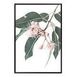 Native Gum Eucalyptus Flower-The Paper Tree-australia,australian,australian native,australiana,floral,flower,flowers,green,gum leaves,gum tree,hamptons,muted tone,native flowers,peach,pink,pink flower,Portrait,premium art print,protea,wall art,Wall_Art,Wall_Art_Prints,waratah,wild flowers