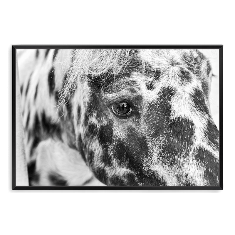 Horse Portrait