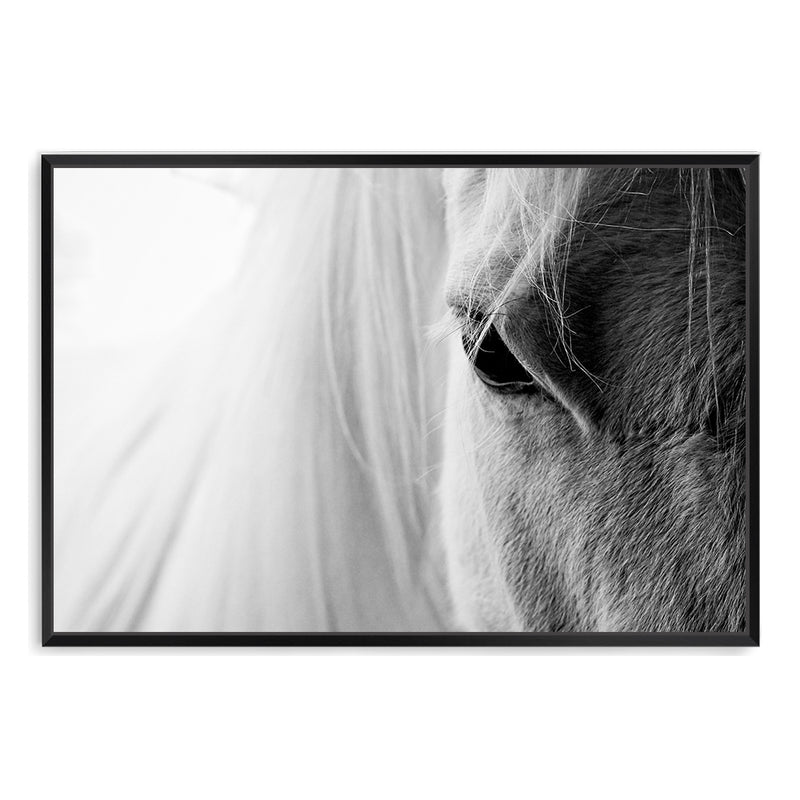 White Horse Portrait