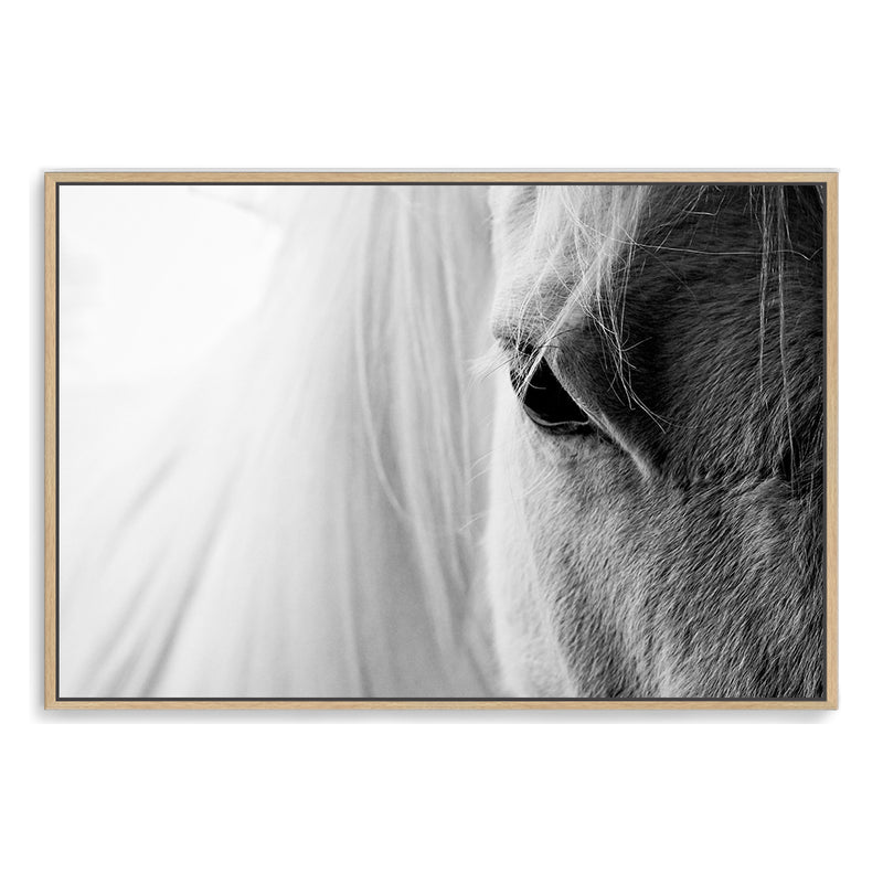 White Horse Portrait