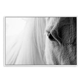 White Horse Portrait