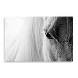 White Horse Portrait