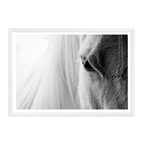 White Horse Portrait