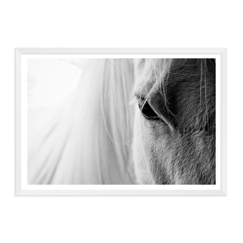 White Horse Portrait