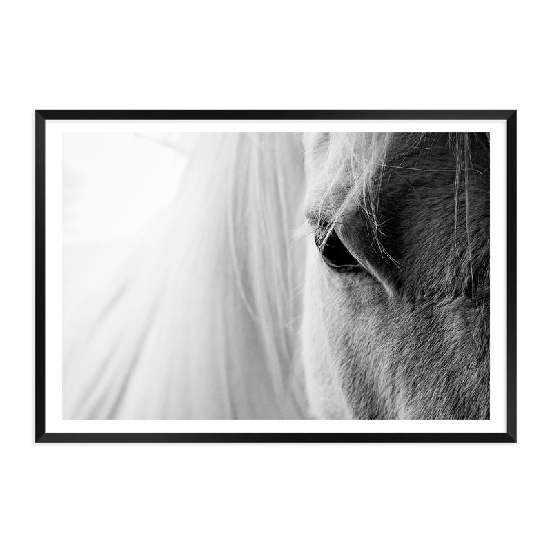 White Horse Portrait