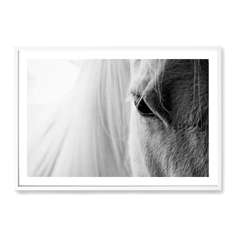 White Horse Portrait