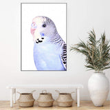 Bertie The Budgerigar-The Paper Tree-Artwork,BIRD,Birds,blue,blue bird,blue budgerigar,blue budgie,blue parrot,budgerigar,budgie,cockatiel,cockatoo,colourful Bird,painted bird,parrot,parrots,portrait,premium art print,wall art,Wall_Art,Wall_Art_Prints