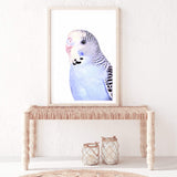 Bertie The Budgerigar-The Paper Tree-Artwork,BIRD,Birds,blue,blue bird,blue budgerigar,blue budgie,blue parrot,budgerigar,budgie,cockatiel,cockatoo,colourful Bird,painted bird,parrot,parrots,portrait,premium art print,wall art,Wall_Art,Wall_Art_Prints