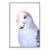 Bertie The Budgerigar-The Paper Tree-Artwork,BIRD,Birds,blue,blue bird,blue budgerigar,blue budgie,blue parrot,budgerigar,budgie,cockatiel,cockatoo,colourful Bird,painted bird,parrot,parrots,portrait,premium art print,wall art,Wall_Art,Wall_Art_Prints