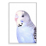 Bertie The Budgerigar-The Paper Tree-Artwork,BIRD,Birds,blue,blue bird,blue budgerigar,blue budgie,blue parrot,budgerigar,budgie,cockatiel,cockatoo,colourful Bird,painted bird,parrot,parrots,portrait,premium art print,wall art,Wall_Art,Wall_Art_Prints