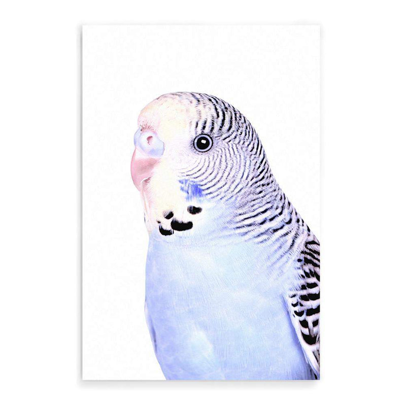 Bertie The Budgerigar-The Paper Tree-Artwork,BIRD,Birds,blue,blue bird,blue budgerigar,blue budgie,blue parrot,budgerigar,budgie,cockatiel,cockatoo,colourful Bird,painted bird,parrot,parrots,portrait,premium art print,wall art,Wall_Art,Wall_Art_Prints