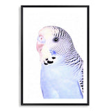 Bertie The Budgerigar-The Paper Tree-Artwork,BIRD,Birds,blue,blue bird,blue budgerigar,blue budgie,blue parrot,budgerigar,budgie,cockatiel,cockatoo,colourful Bird,painted bird,parrot,parrots,portrait,premium art print,wall art,Wall_Art,Wall_Art_Prints