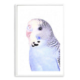 Bertie The Budgerigar-The Paper Tree-Artwork,BIRD,Birds,blue,blue bird,blue budgerigar,blue budgie,blue parrot,budgerigar,budgie,cockatiel,cockatoo,colourful Bird,painted bird,parrot,parrots,portrait,premium art print,wall art,Wall_Art,Wall_Art_Prints