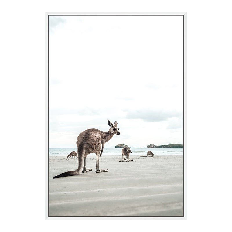 Beachside Kangaroo's