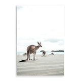 Beachside Kangaroo's