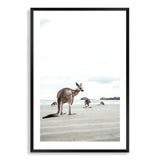 Beachside Kangaroo's