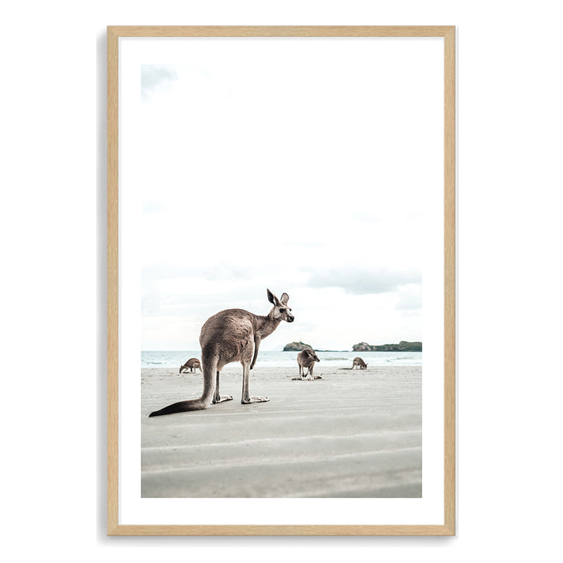 Beachside Kangaroo's