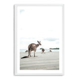 Beachside Kangaroo's