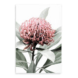 Australian Native Waratah Flower-The Paper Tree-australia,australian,australian native,australiana,floral,flower,flowers,green,muted tone,native,portrait,premium art print,red,wall art,Wall_Art,Wall_Art_Prints,waratah,waratah flower