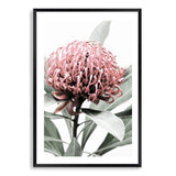 Australian Native Waratah Flower-The Paper Tree-australia,australian,australian native,australiana,floral,flower,flowers,green,muted tone,native,portrait,premium art print,red,wall art,Wall_Art,Wall_Art_Prints,waratah,waratah flower